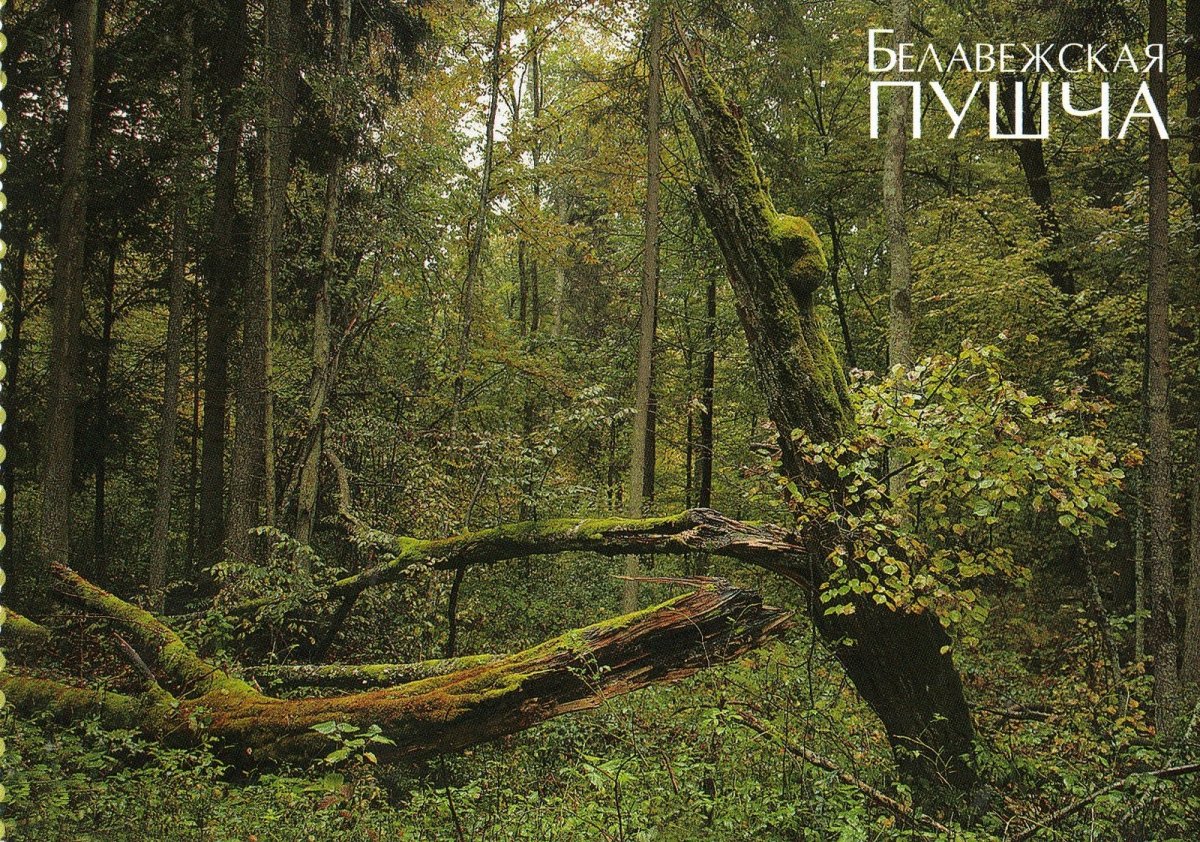 Беловежская пуща лес