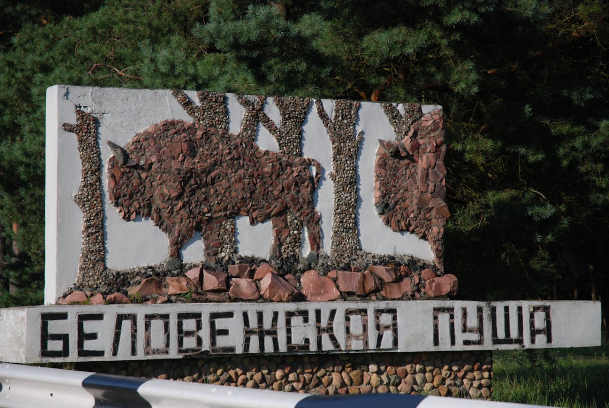 Достопримечательности Белоруссии Беловежская пуща