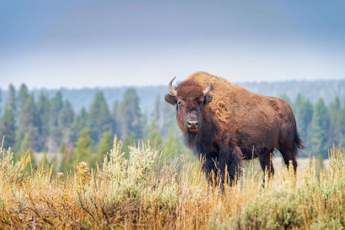 Беловежская пуща фауна