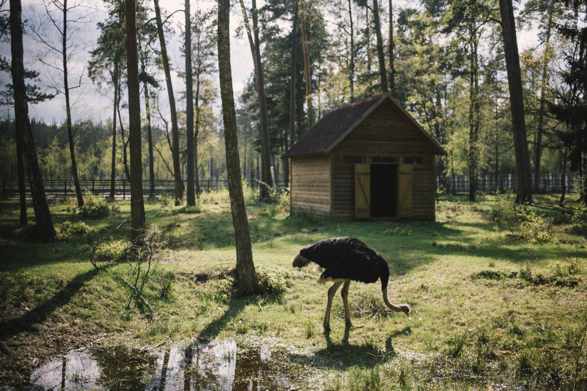 Беловежская пуща природа