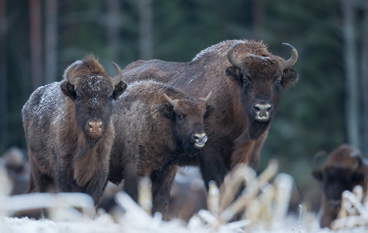 Беловежская пуща реликтовые деревья
