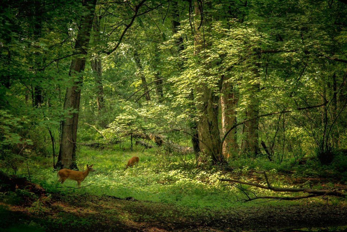 Беловежская пуща