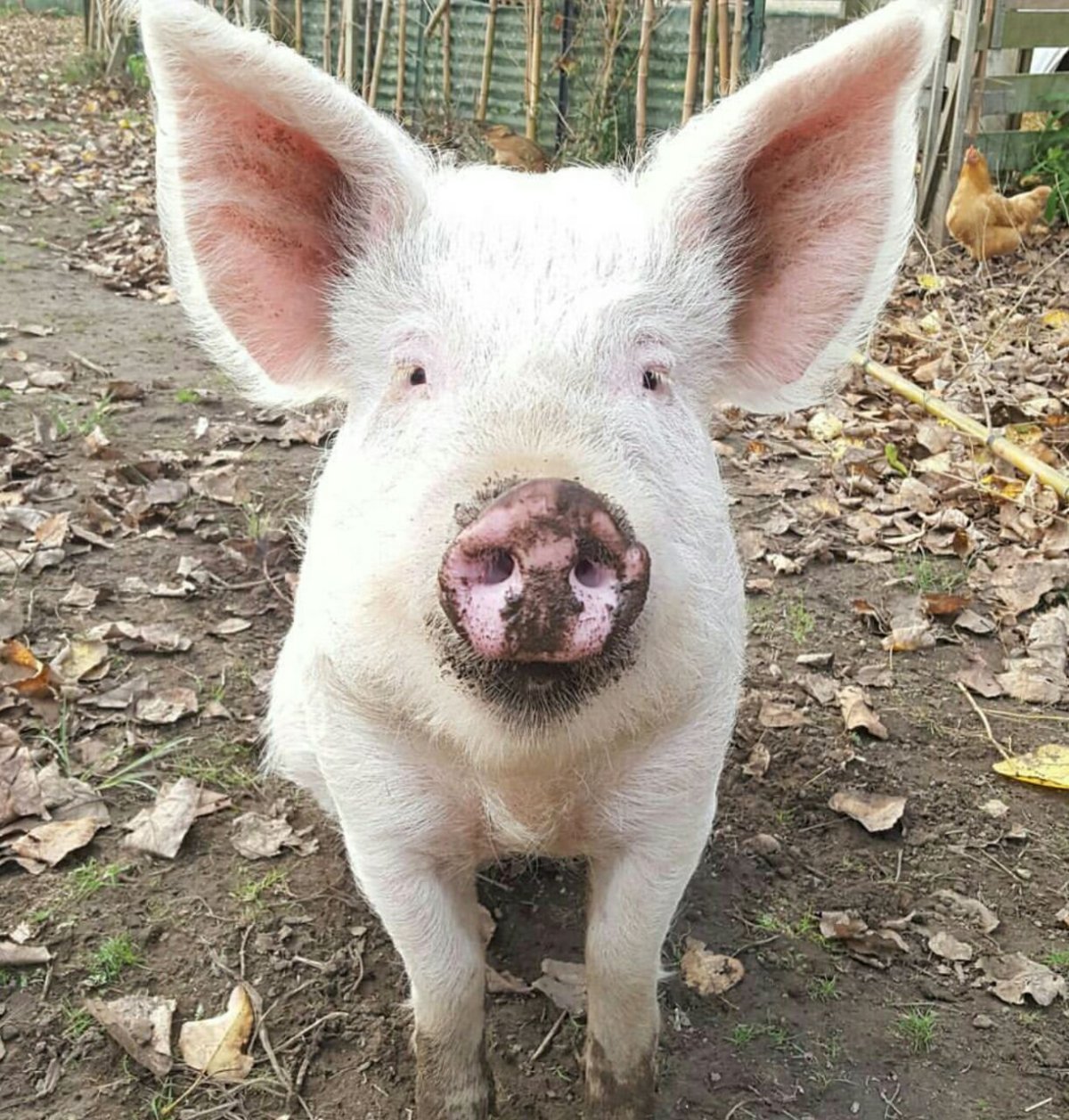 Поросенок сидит