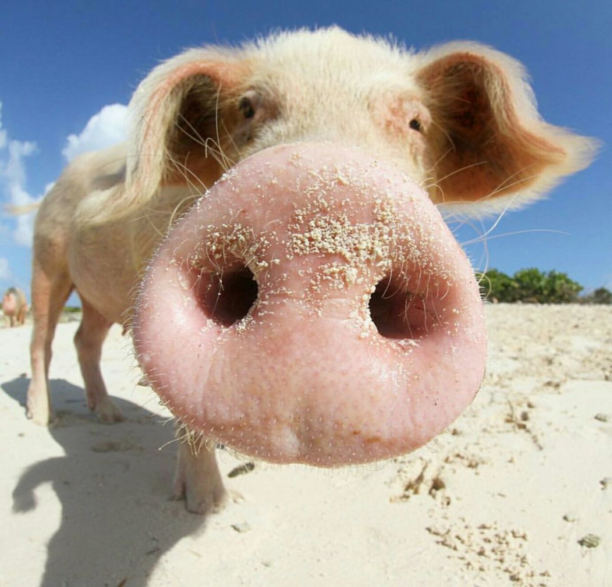 Смешные свинки