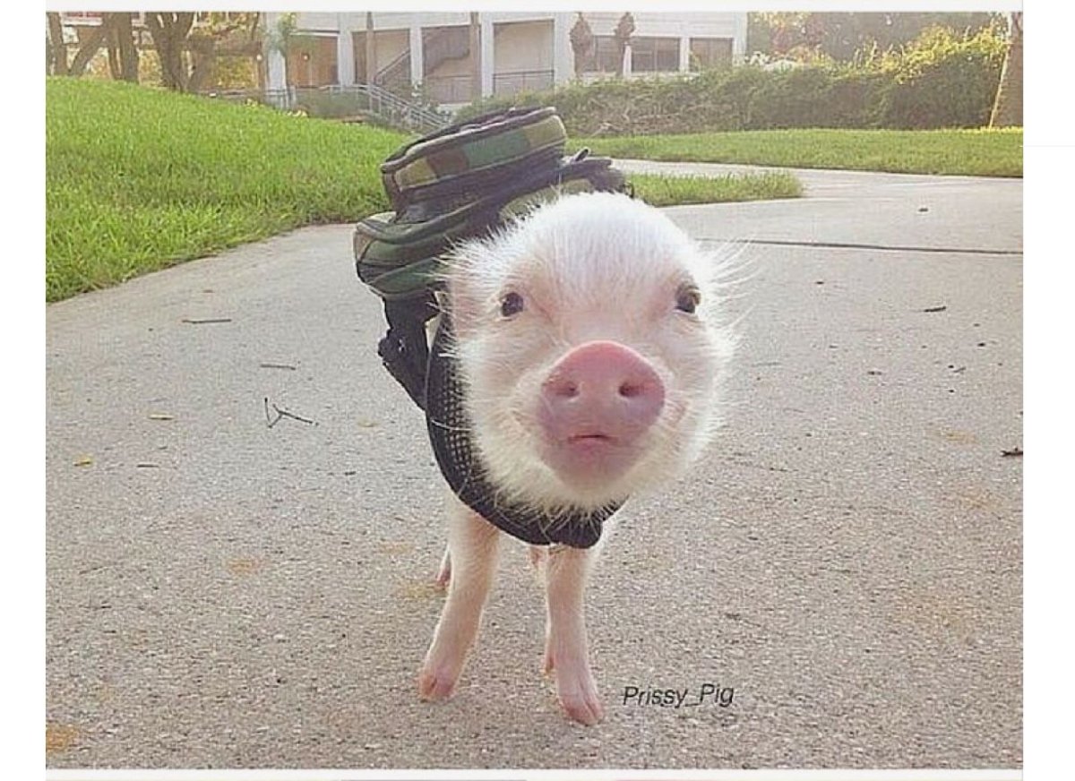 Кабан смешной