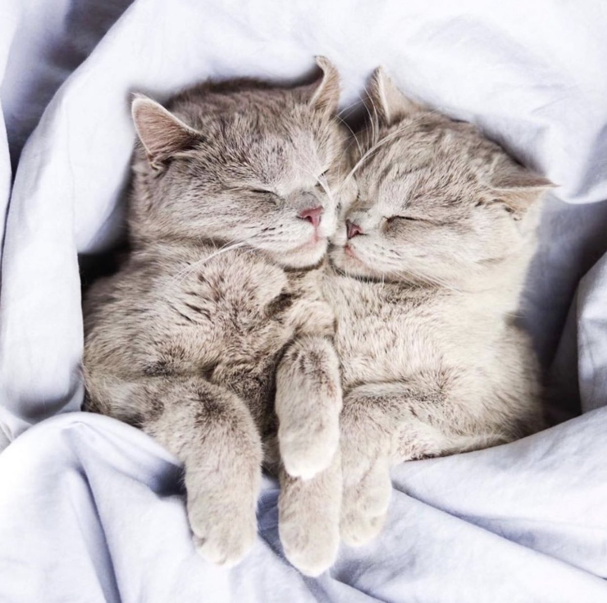 Спящие котики