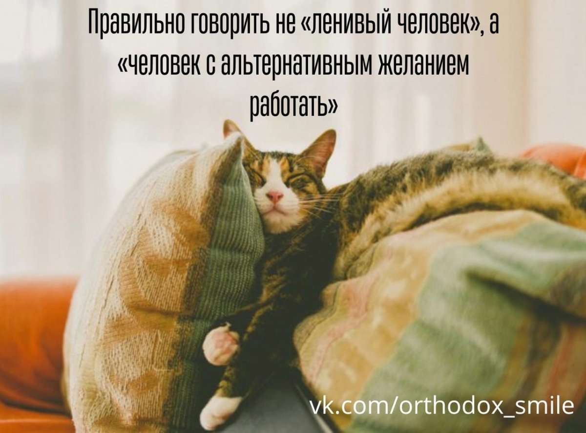 Котик под одеялом
