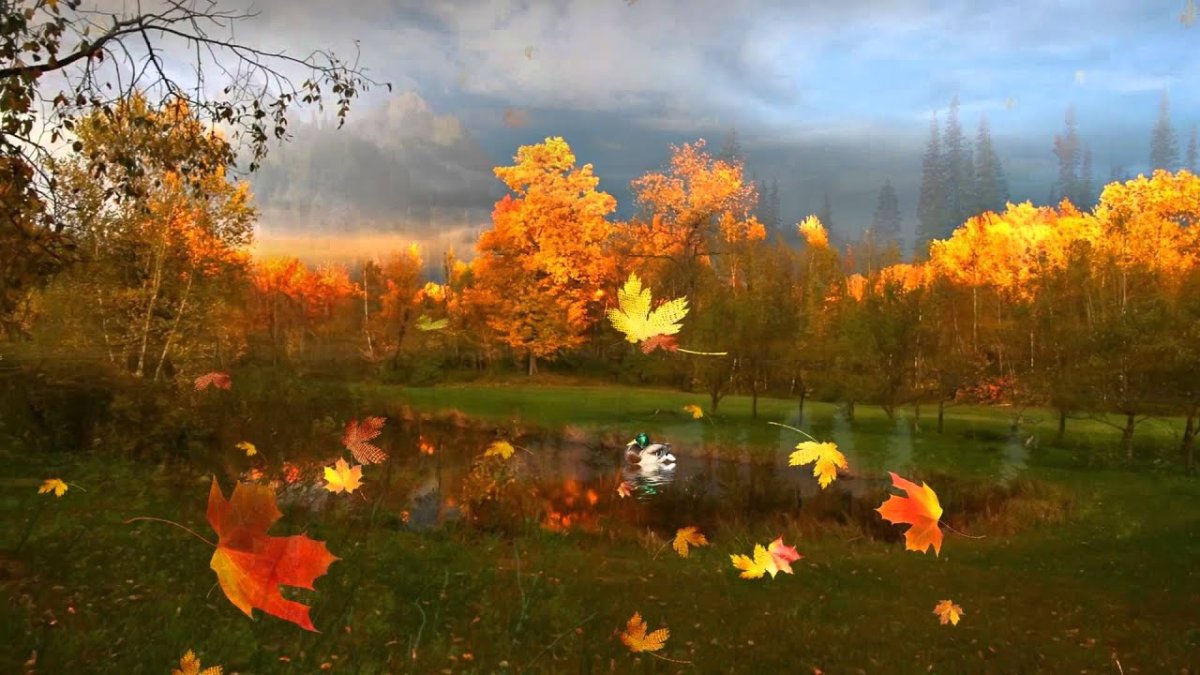 Падающие осенние листья