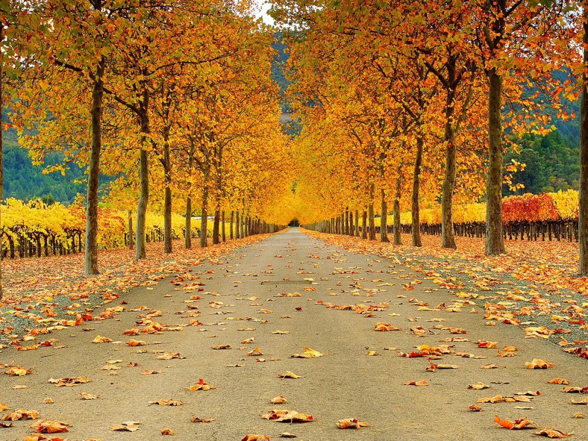 Осенний листопад