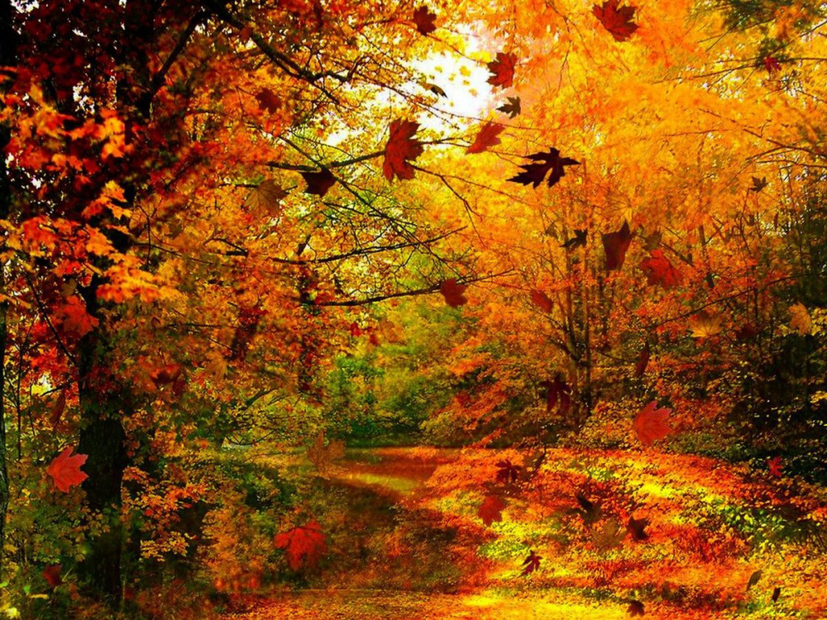 Осенний лес