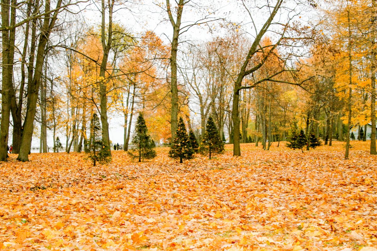Осенний листопад картинки