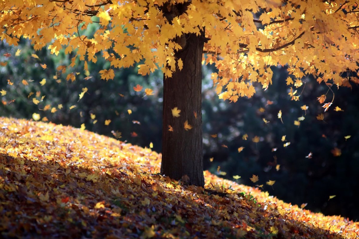 Рисунок осень