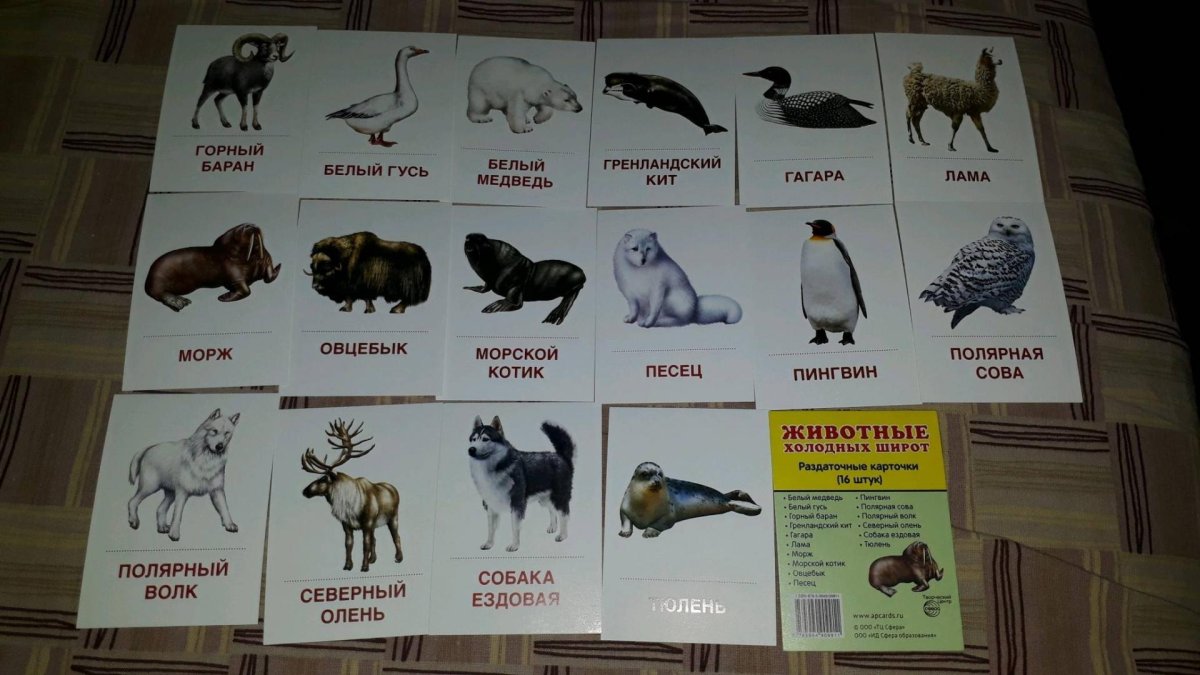 Животные северных широт для детей