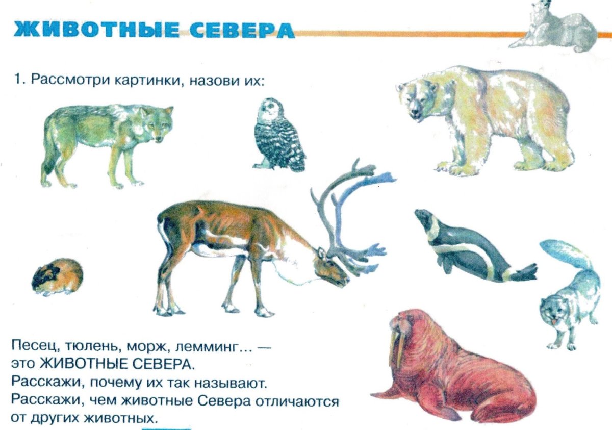 Животные холодных стран