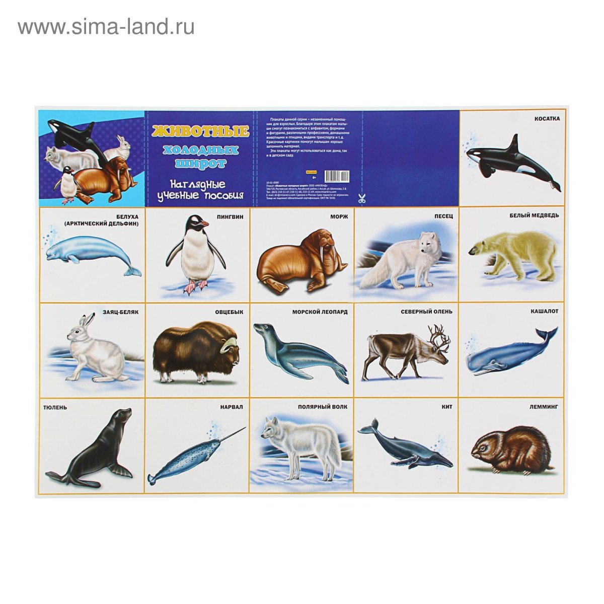 Животные севера для детей