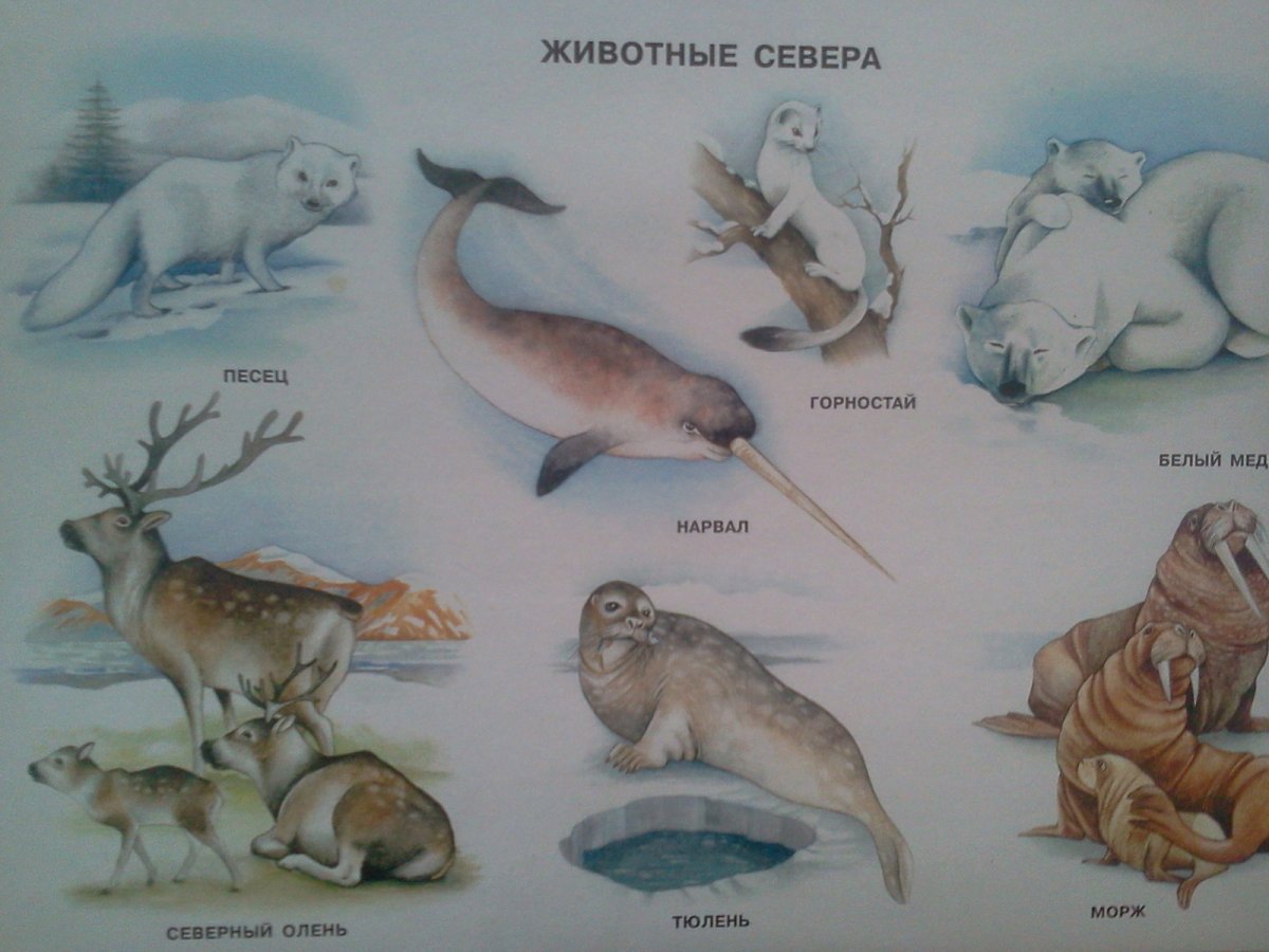 Животные севера задания для дошкольников