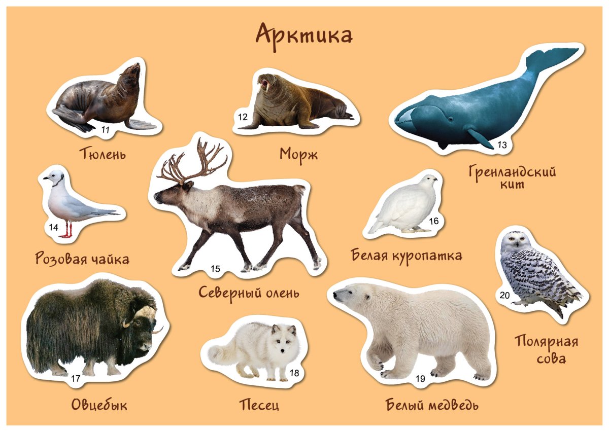 Животные Антарктиды лото