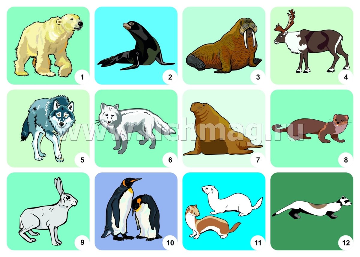 Животные холодных стран для дошкольников