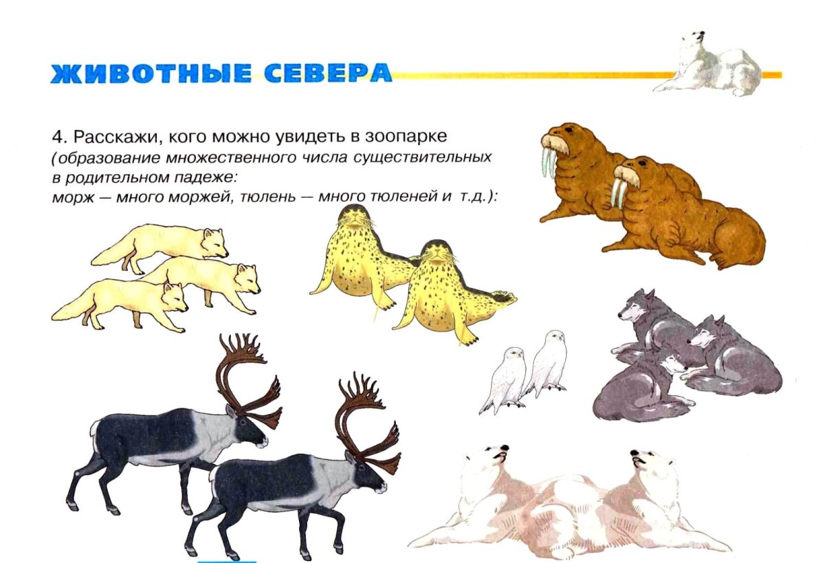 Животные севера с названиями