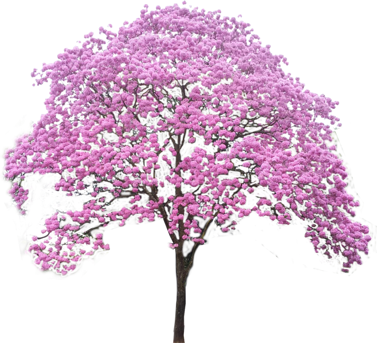 Красивое цветущее дерево