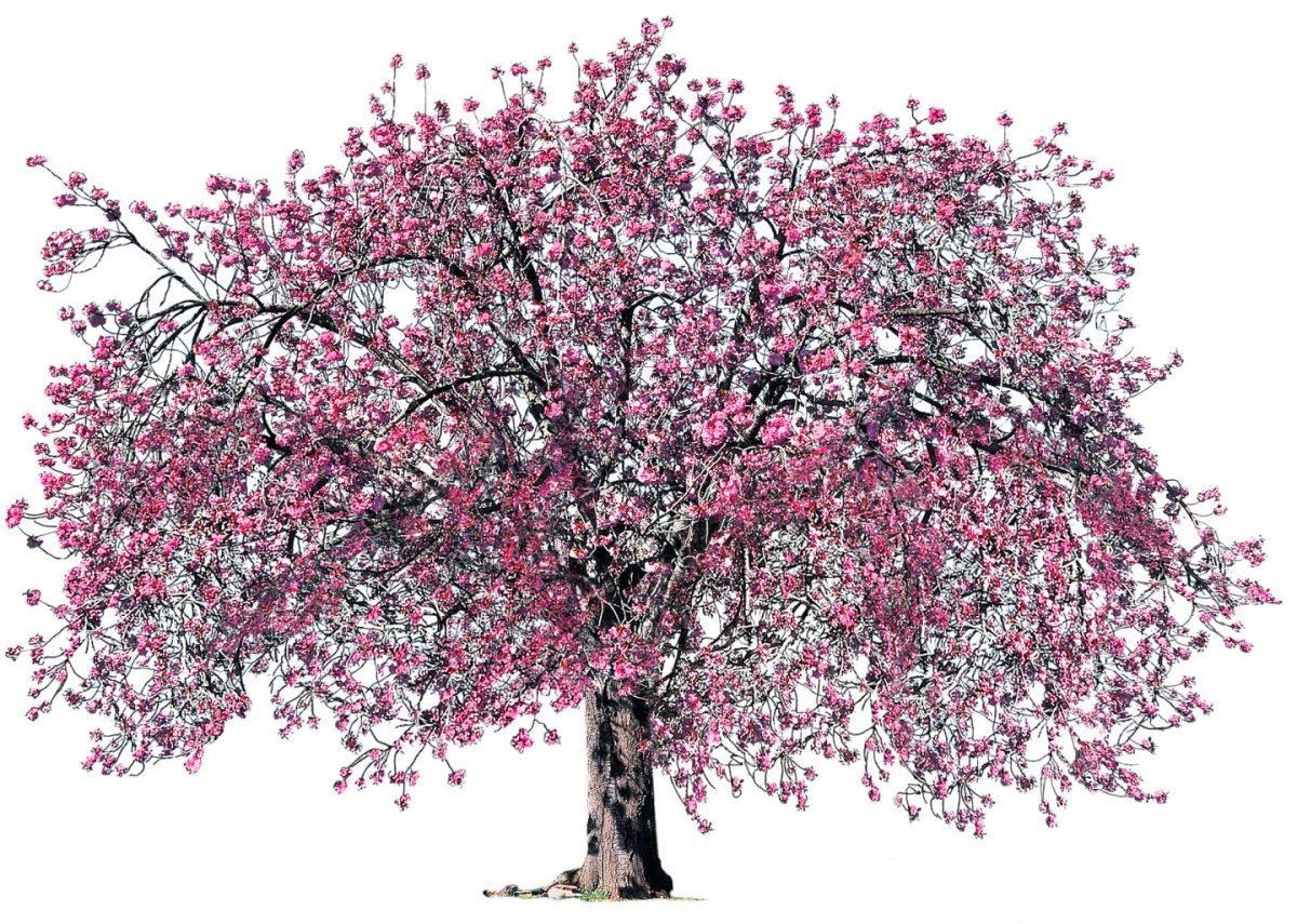 Вишневое дерево на белом фоне