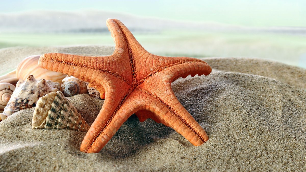 Laguna "морская звезда"