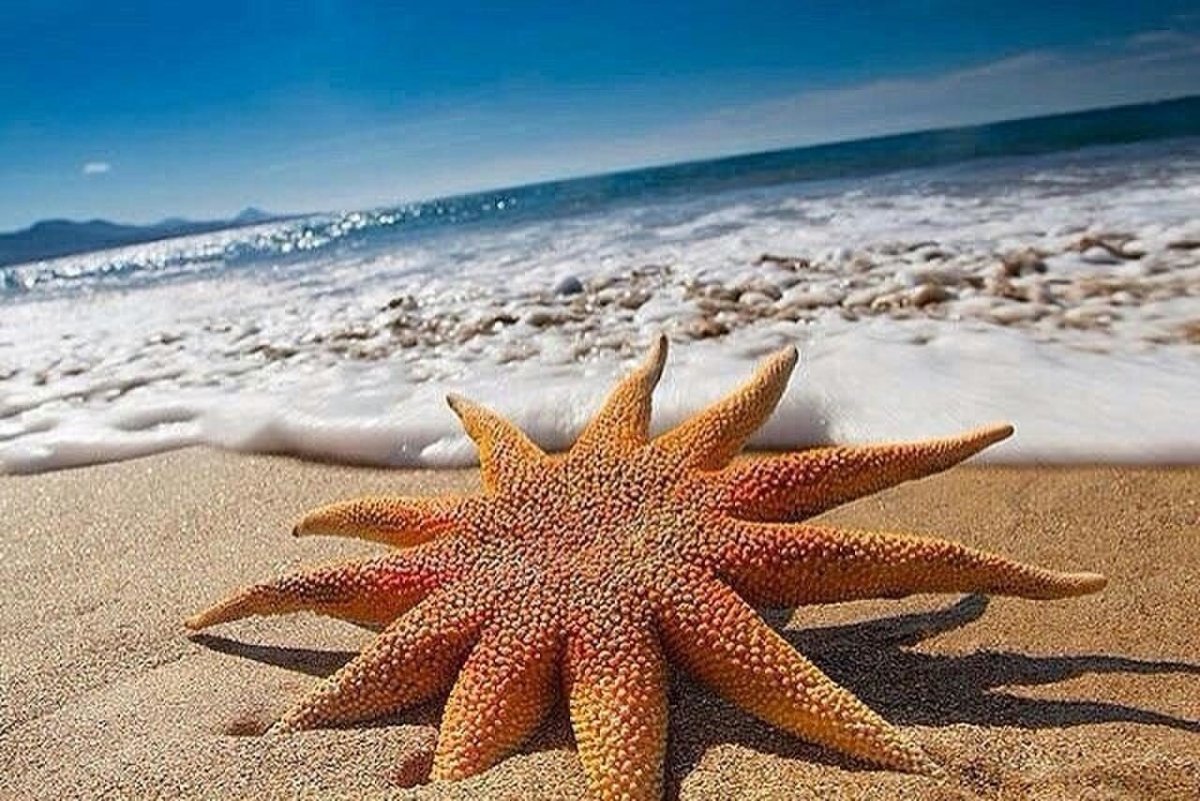 Морская звезда красивая