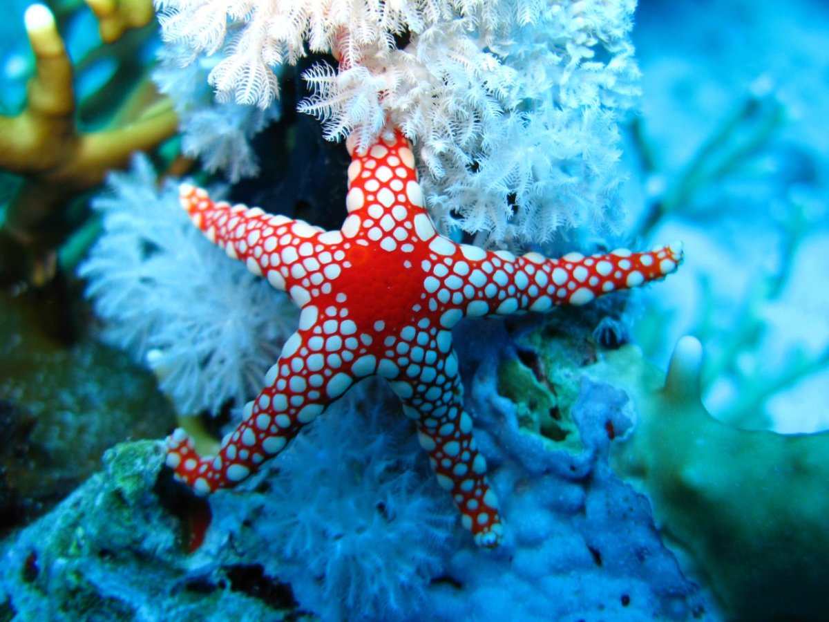 Жемчужная фромия