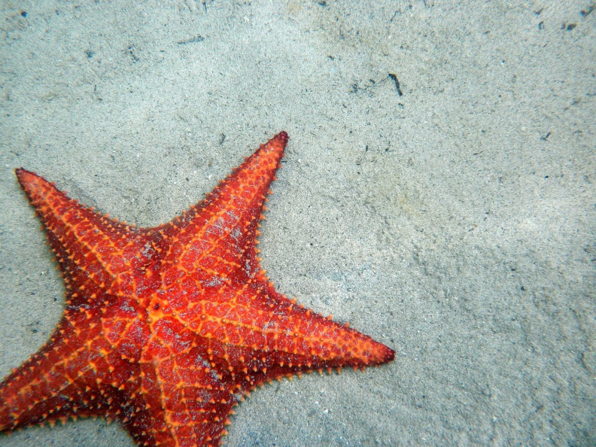 Маленькие морские звезды