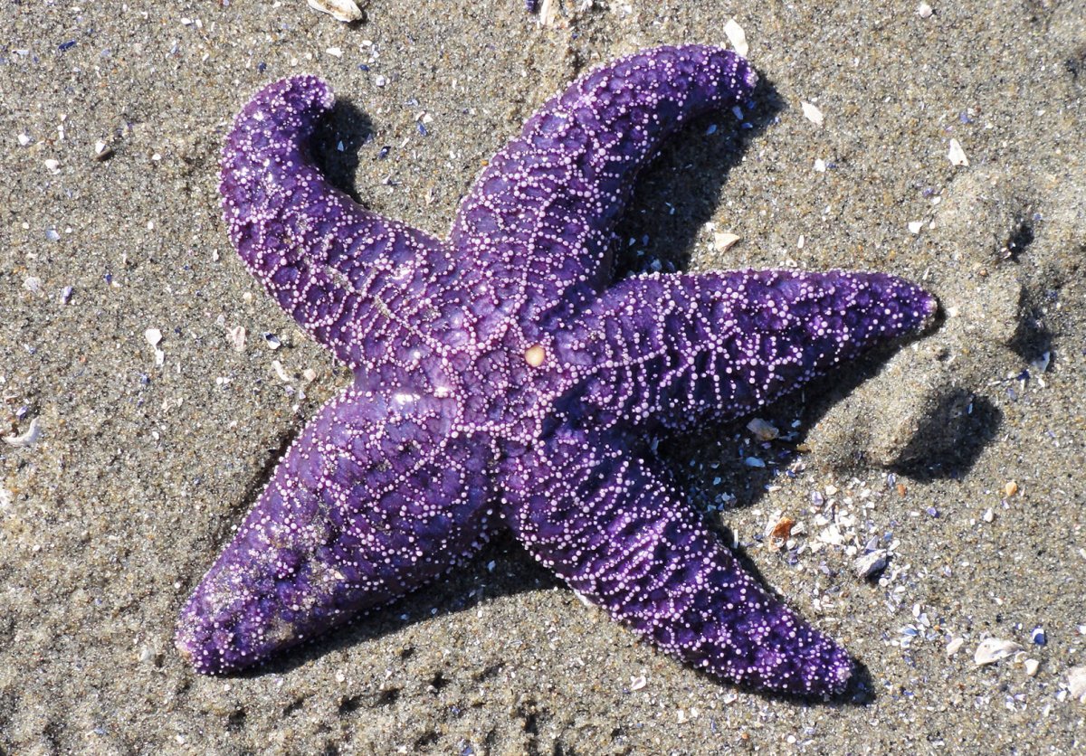 Астериас морская звезда сиреневая