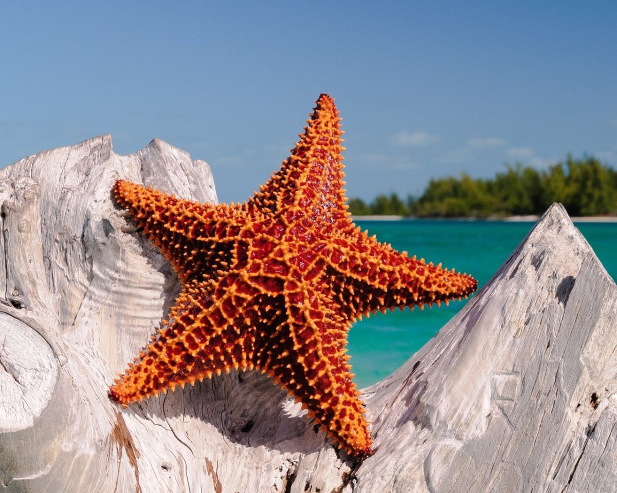 Оранжевая морская звезда