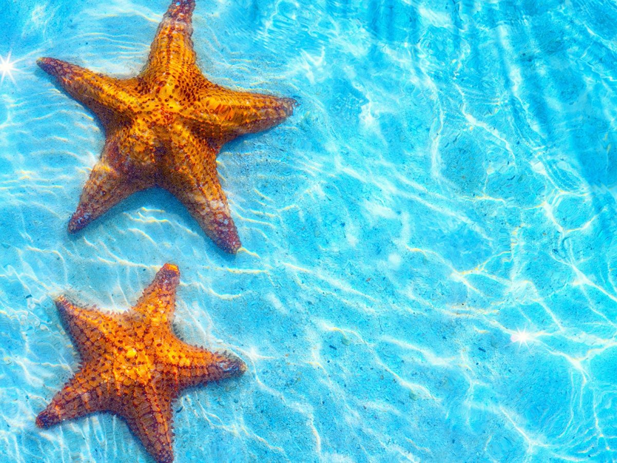 Морская звезда