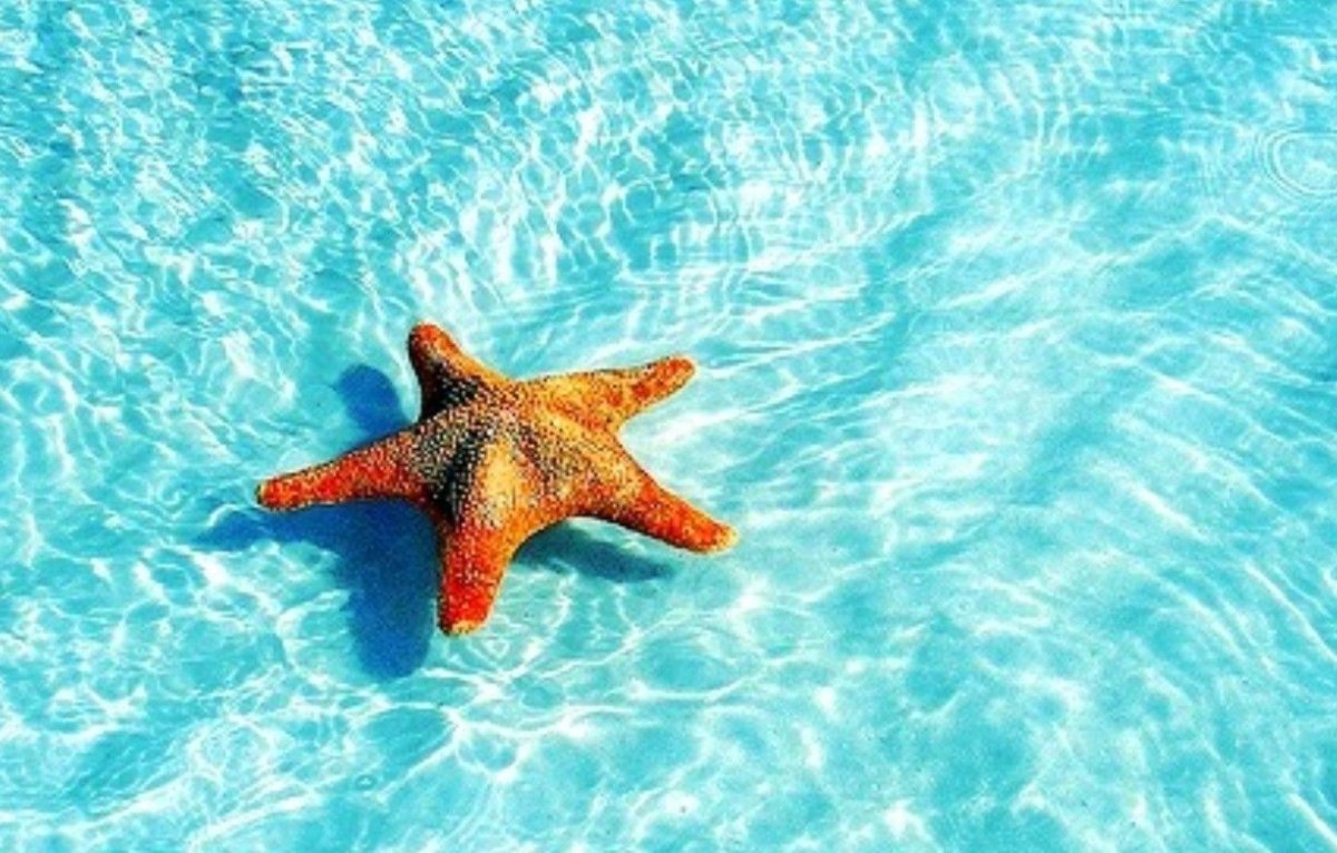 Морская звезда в море