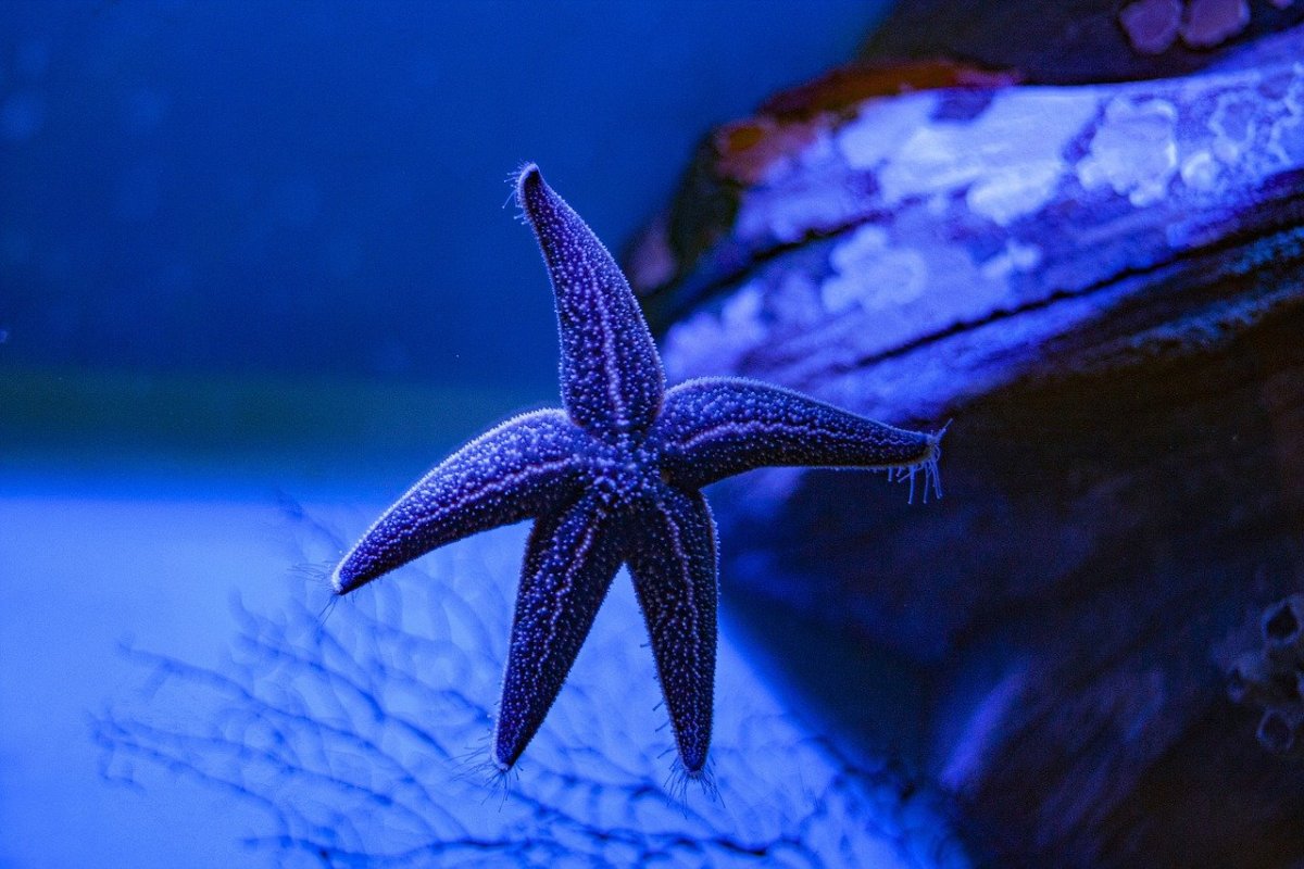 Морская звезда бекрумс