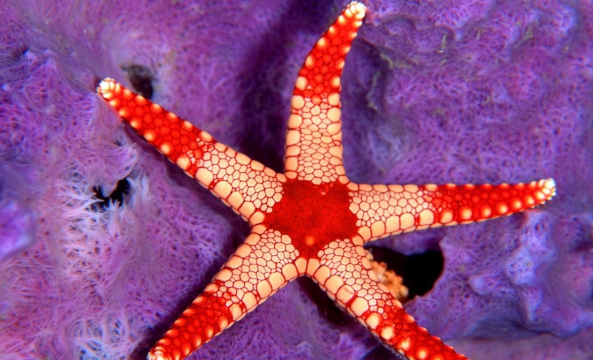 Морская звезда для рыбаков