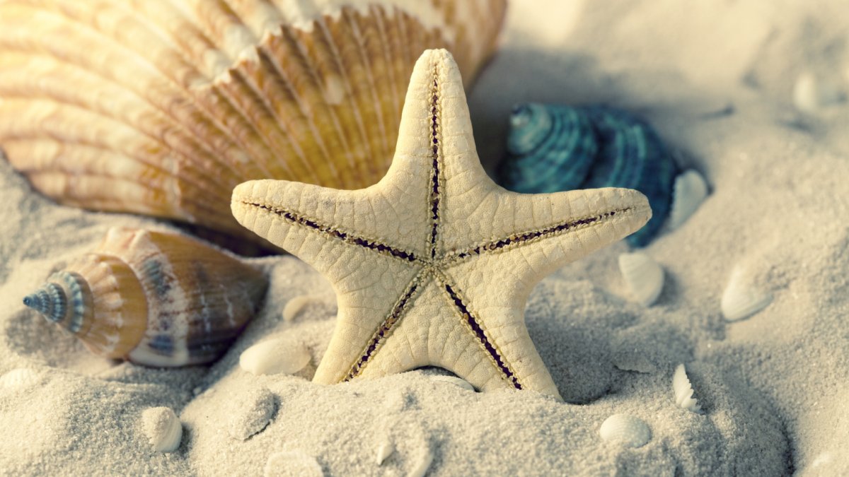 Морская звезда и ракушки