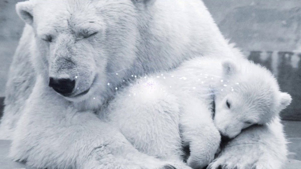 Медведица обнимает медвежонка