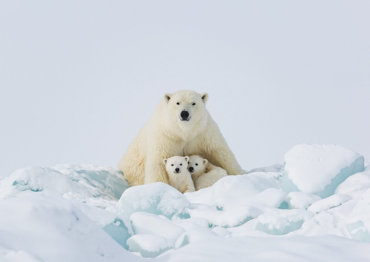 Фильм про белого медведя