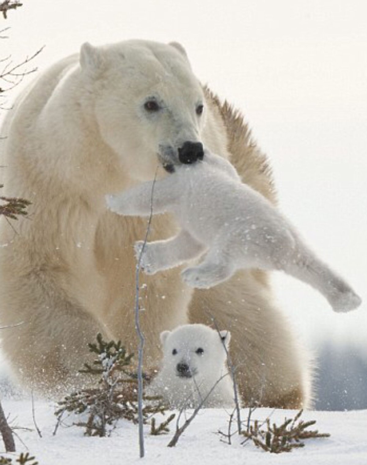 Белый медведь в дикой природе