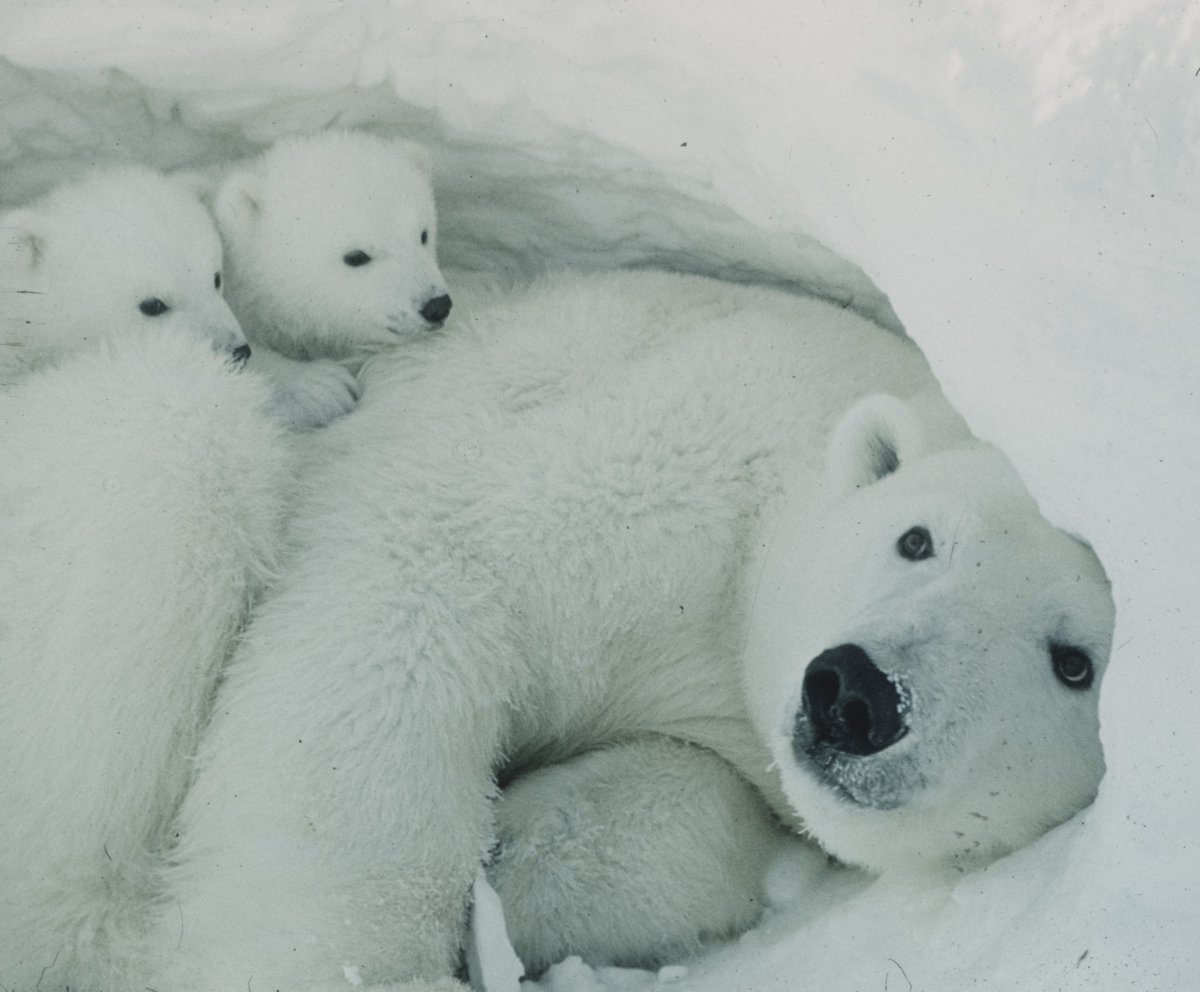Белый медведь Берлога белой медведицы