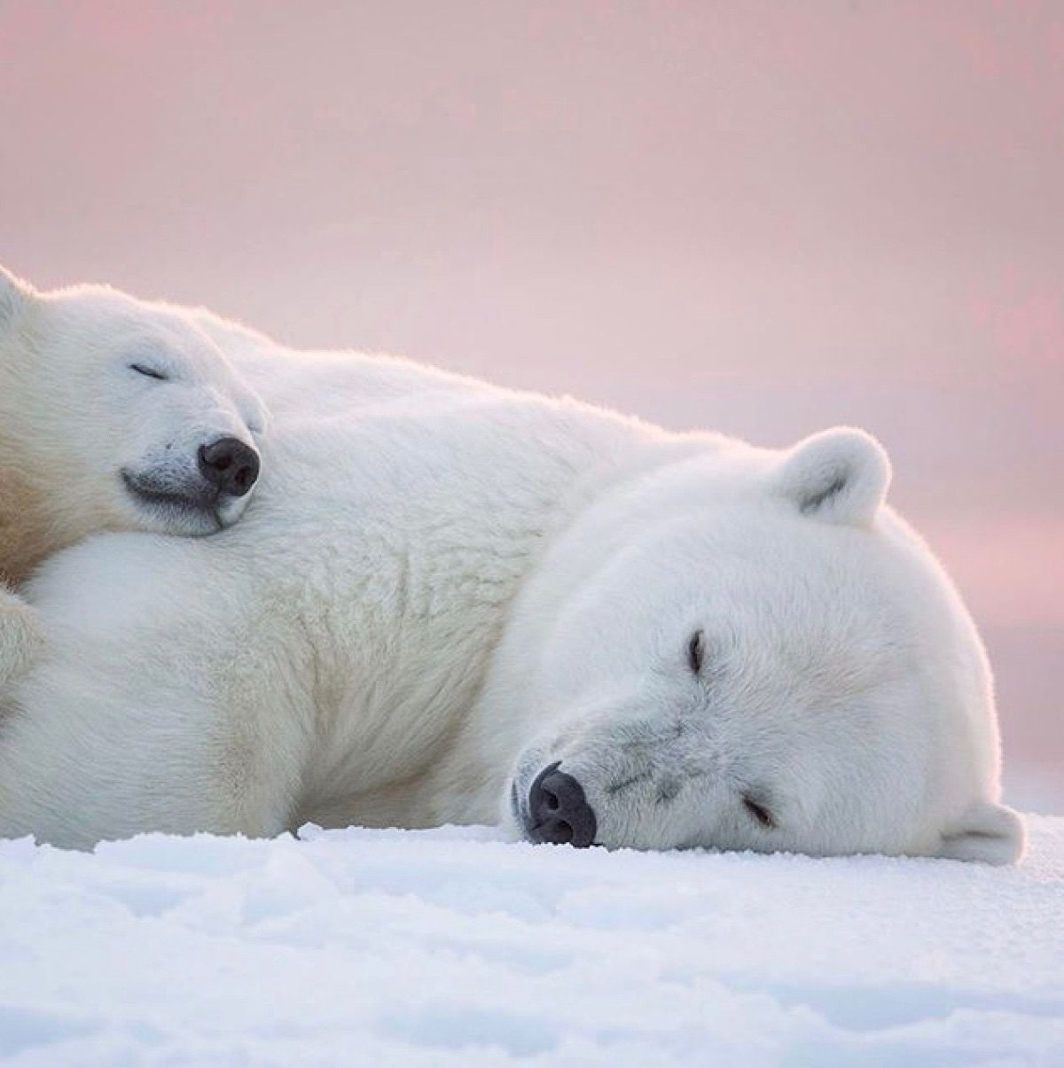 Ласковый белый медведь