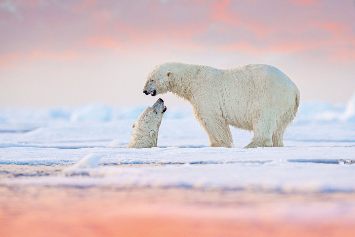 Белый медведь занесен в красную