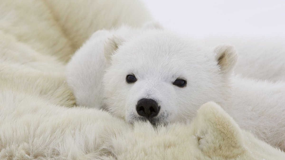 Милый белый мишка