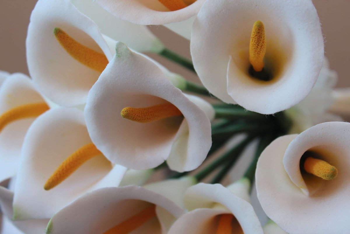 Крупные каллы