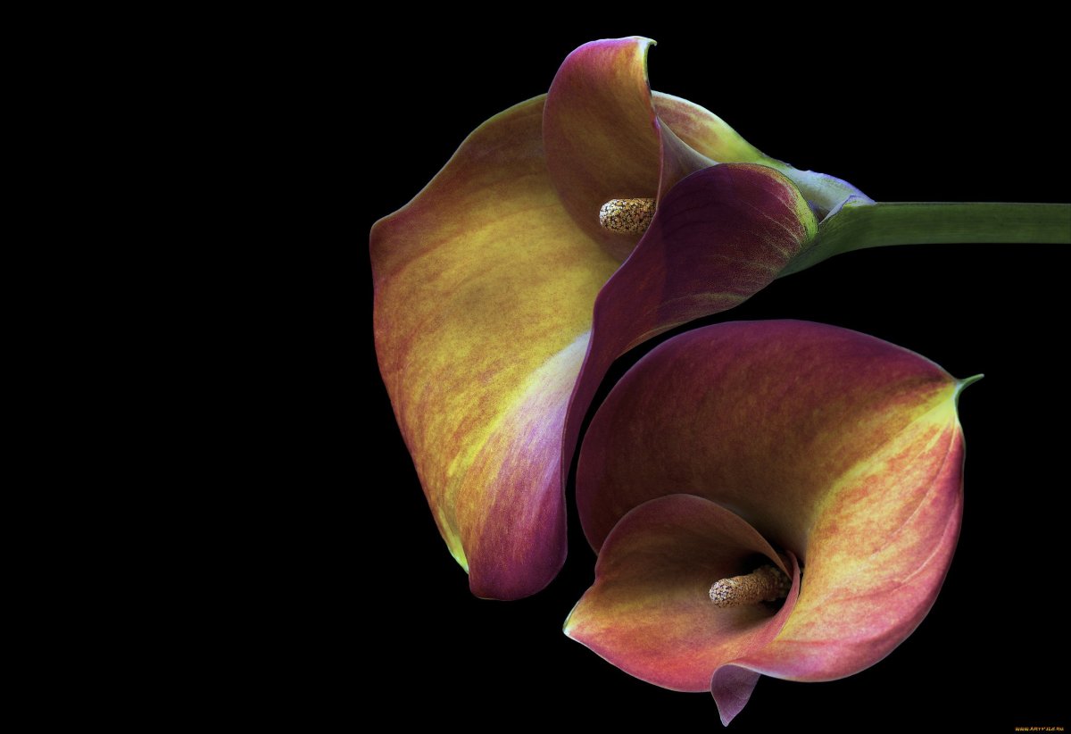 Калла Парфайт