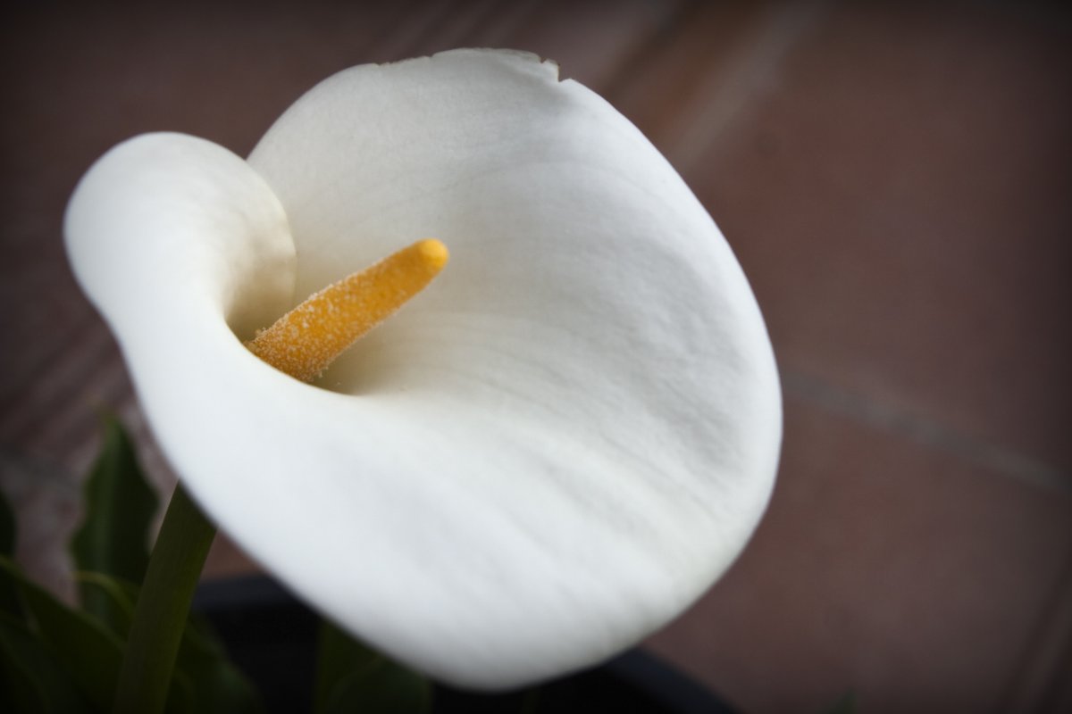 Калла корневищная белая