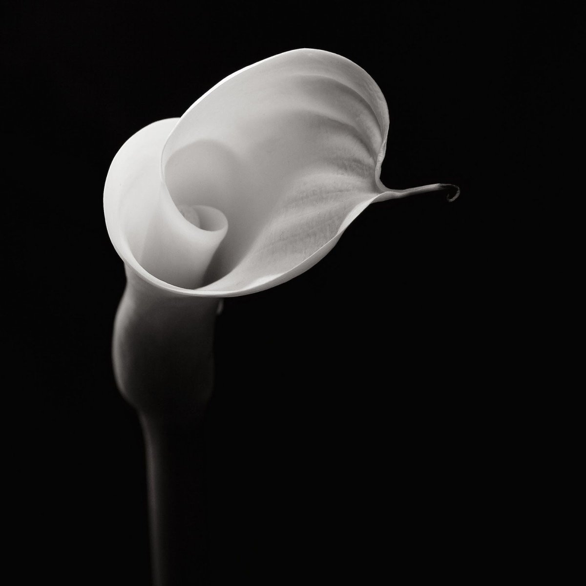 Цветок Калла Геншин