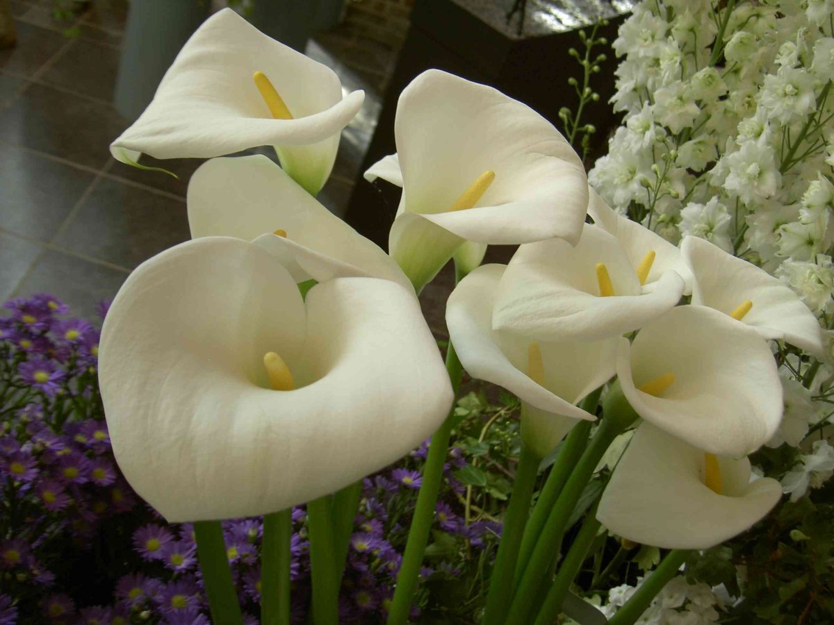 Калла Бразилия