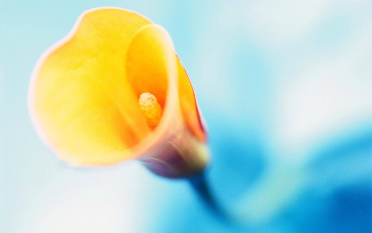 Калла Allure Аллюр