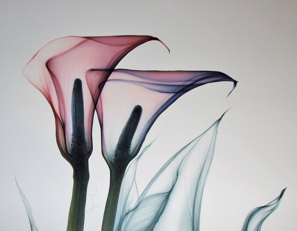 Каллы макро